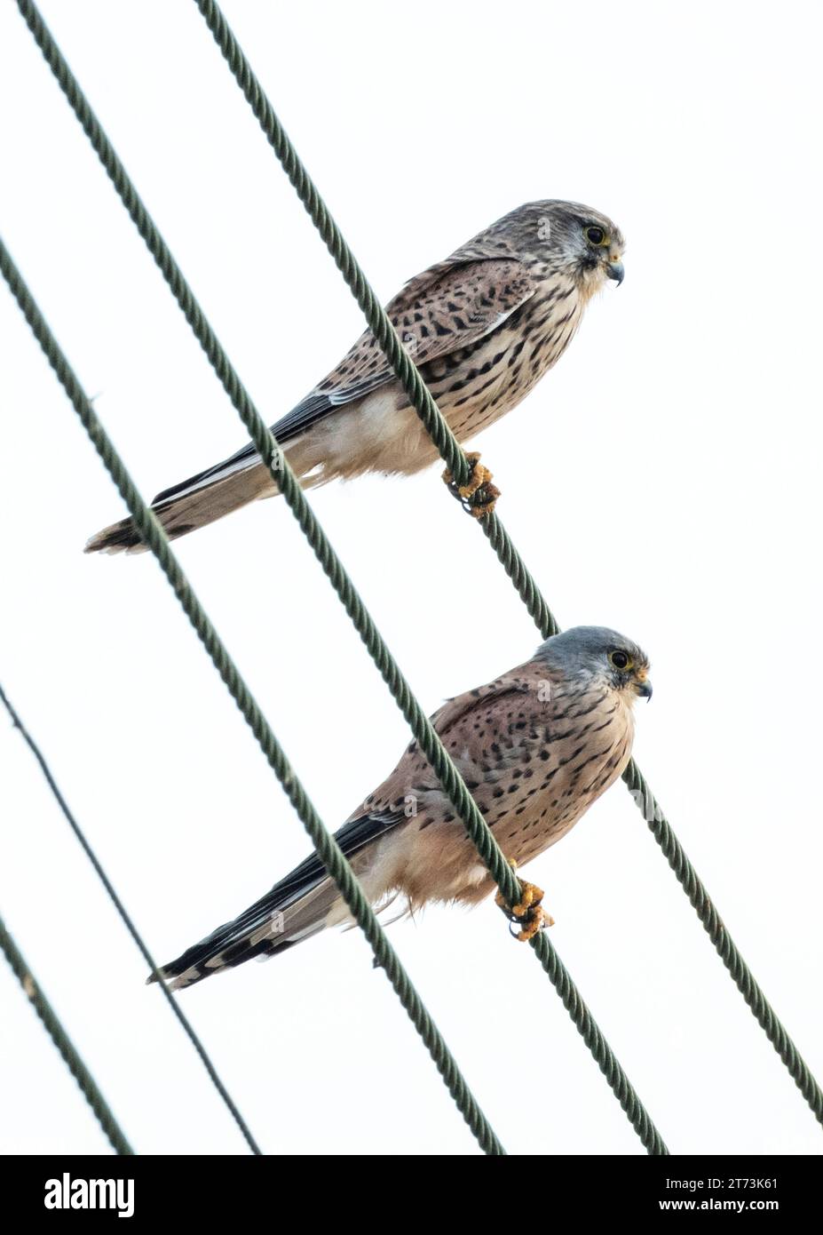 Zwei Kestrels (falco tinnunculus) weiblich (links) und männlich sitzen zusammen auf Stromleitungen, Mandria, Paphos, Zypern Stockfoto