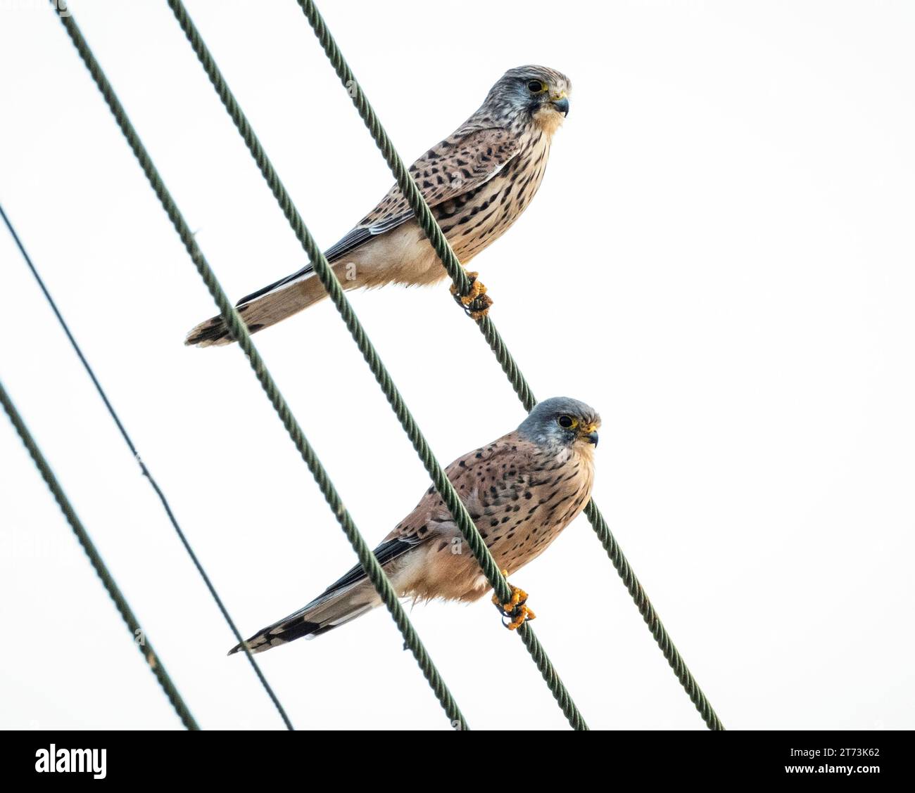 Zwei Kestrels (falco tinnunculus) weiblich (links) und männlich sitzen zusammen auf Stromleitungen, Mandria, Paphos, Zypern Stockfoto