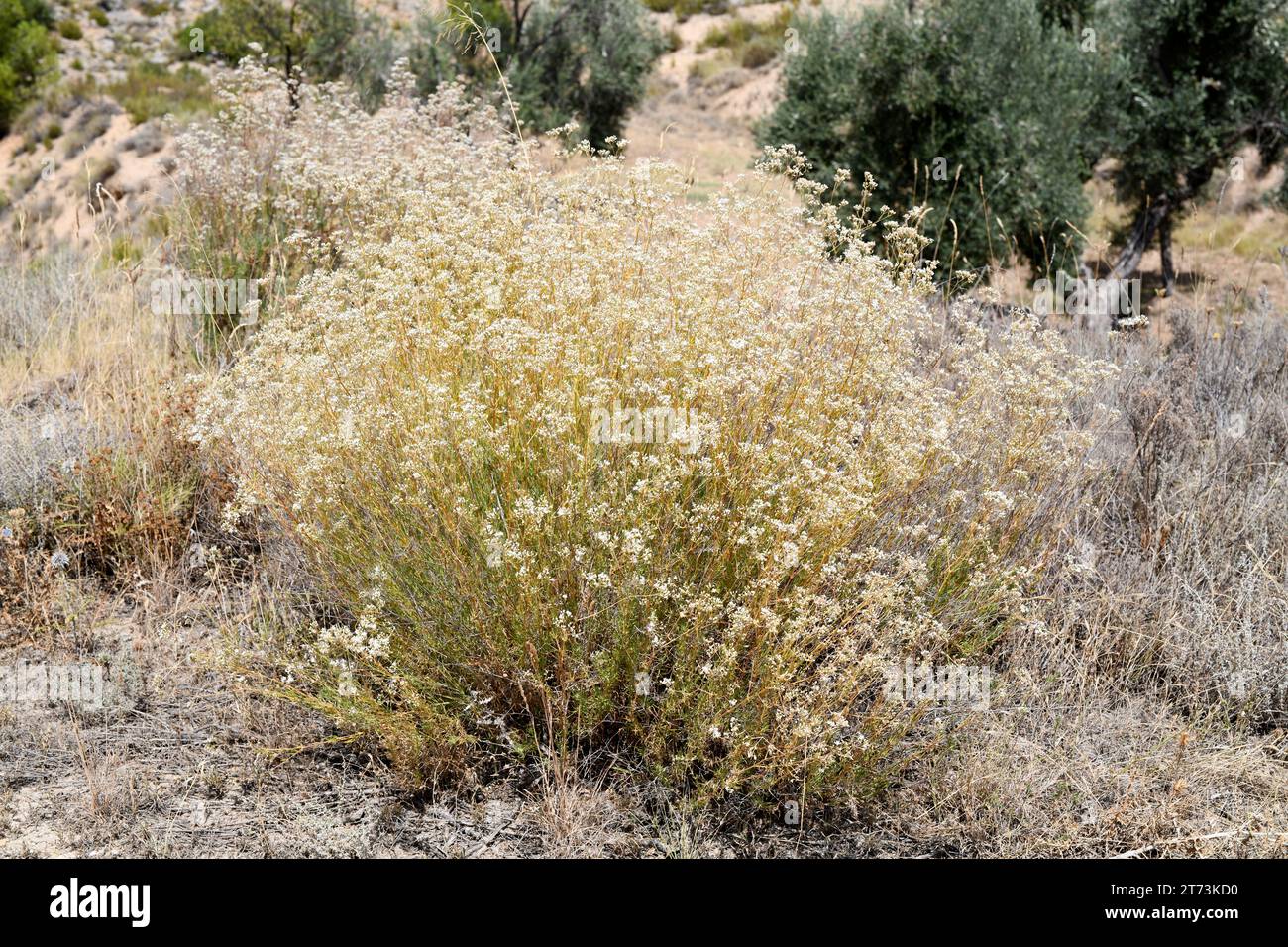 Albada (Gypsophila struthium) ist ein in Zentral- und Ostspanien endemischer Unterstrauch. Wächst auf Gipsböden. Dieses Foto wurde in Arino, Teruel, Aragon gemacht Stockfoto