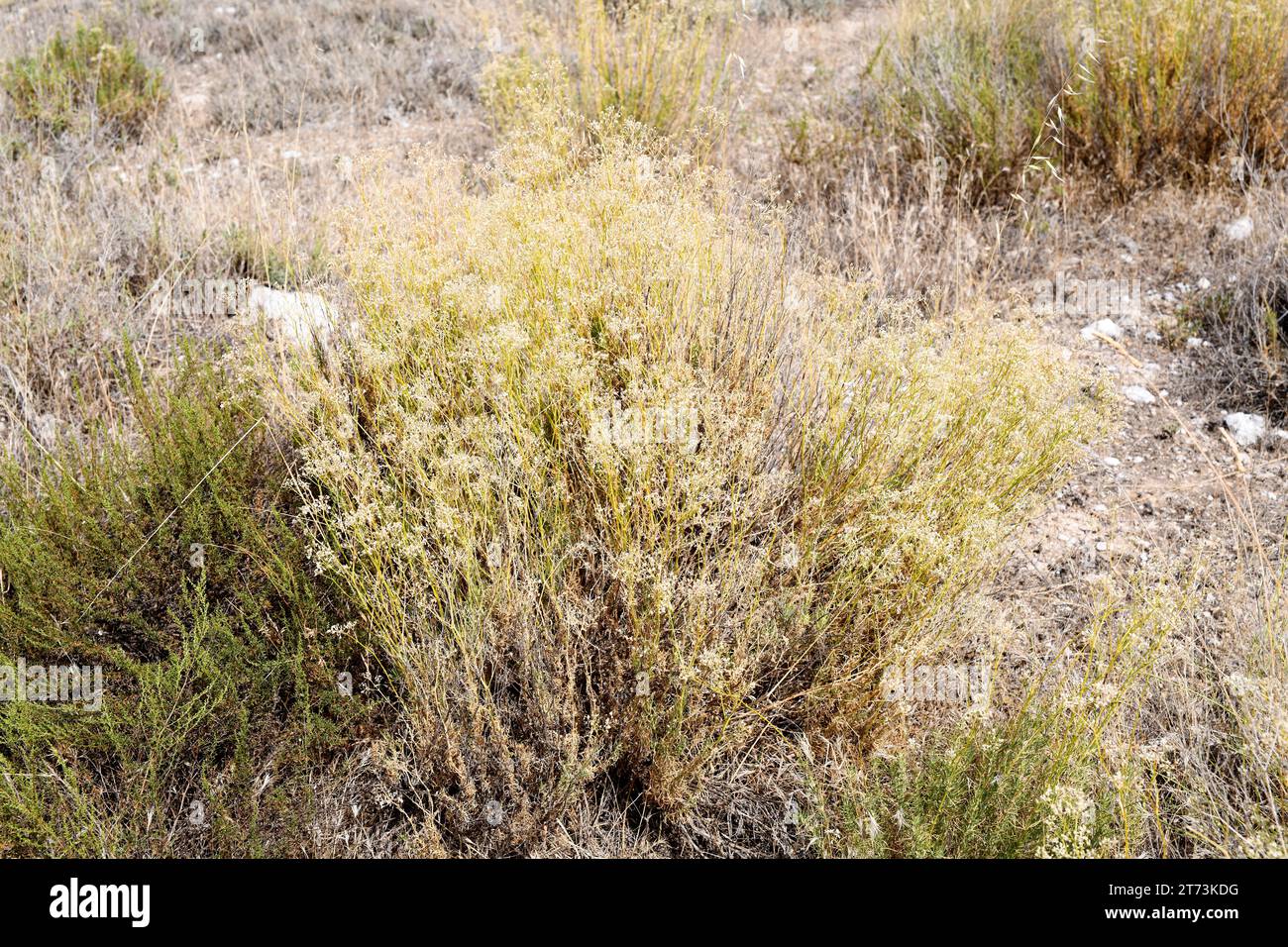 Albada (Gypsophila struthium) ist ein in Zentral- und Ostspanien endemischer Unterstrauch. Wächst auf Gipsböden. Dieses Foto wurde in Urrea de Gaen, Teruel, aufgenommen Stockfoto