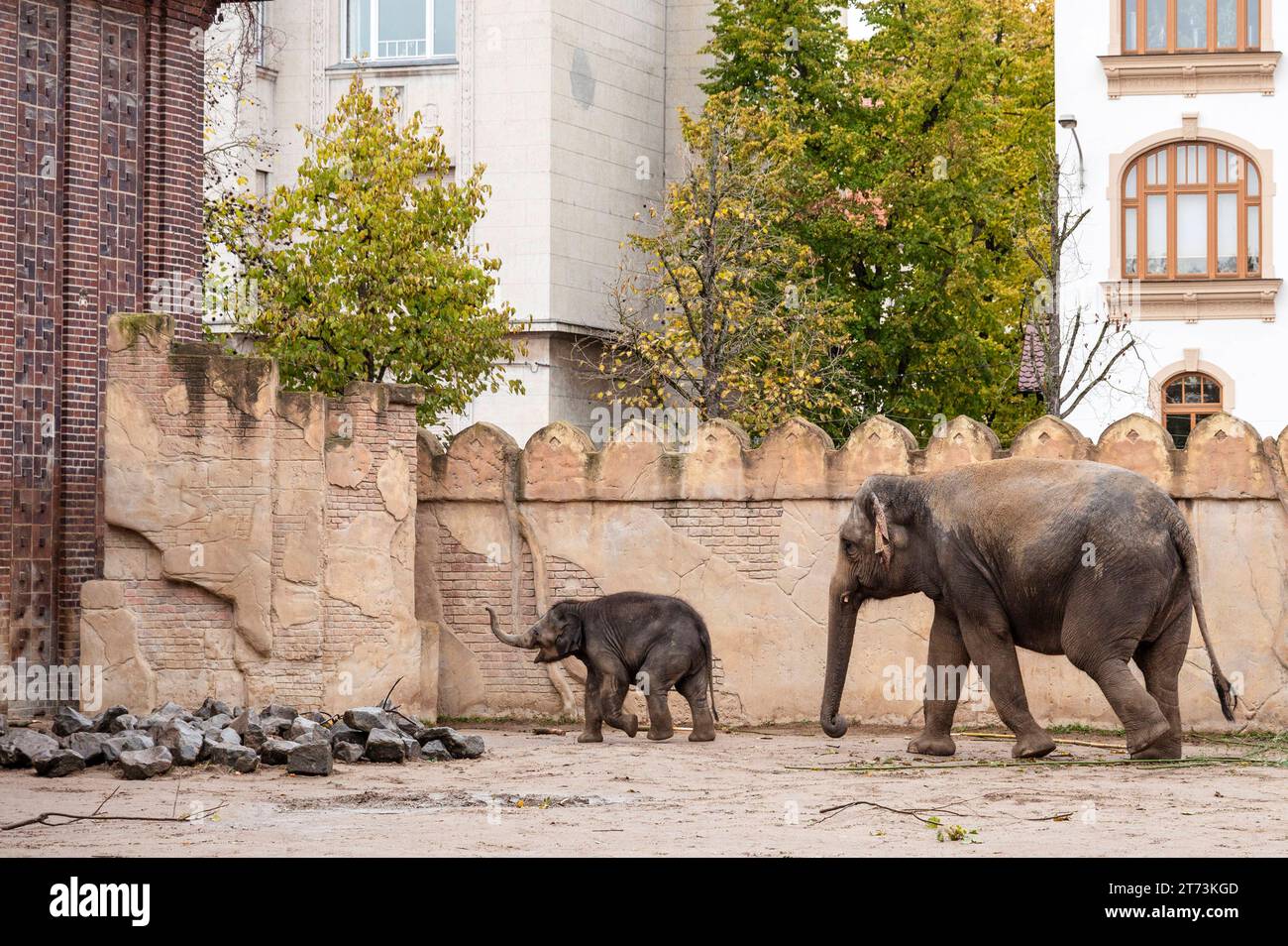 11.11.2023 Leipzig: Die Elefantenkuh Rani mit dem Jungtier Savani laufen im Freigehege am Elefantentempel Ganesha Mandir des Leipziger Zoo umher. *** 11 11 2023 die Leipziger Elefantenkuh Rani und ihr Jungtier Savani spazieren durch das Freigehege am Ganesha Mandir Elefantentempel im Leipziger Zoo Credit: Imago/Alamy Live News Stockfoto