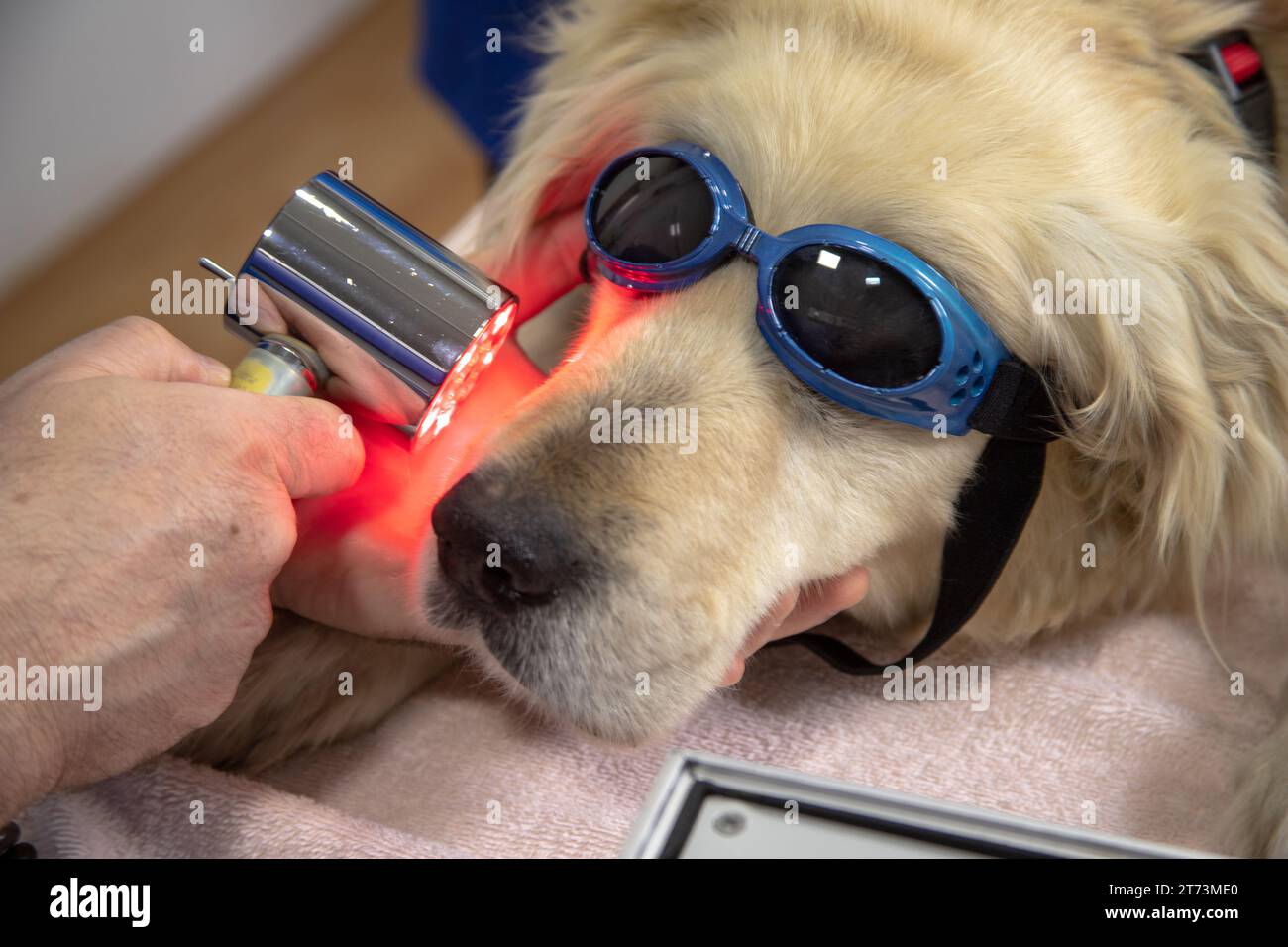 Laserbehandlung der Zähne beim Hund Stockfoto