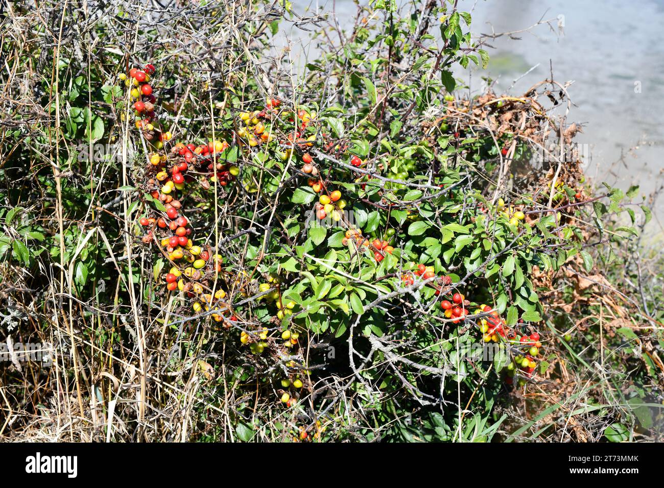 Der schwarze Bryony (Dioscorea communis oder Tamus communis) ist eine giftige Kletterpflanze, die in Mittel- und Südeuropa, Westasien und Nordwestafrika beheimatet ist Stockfoto