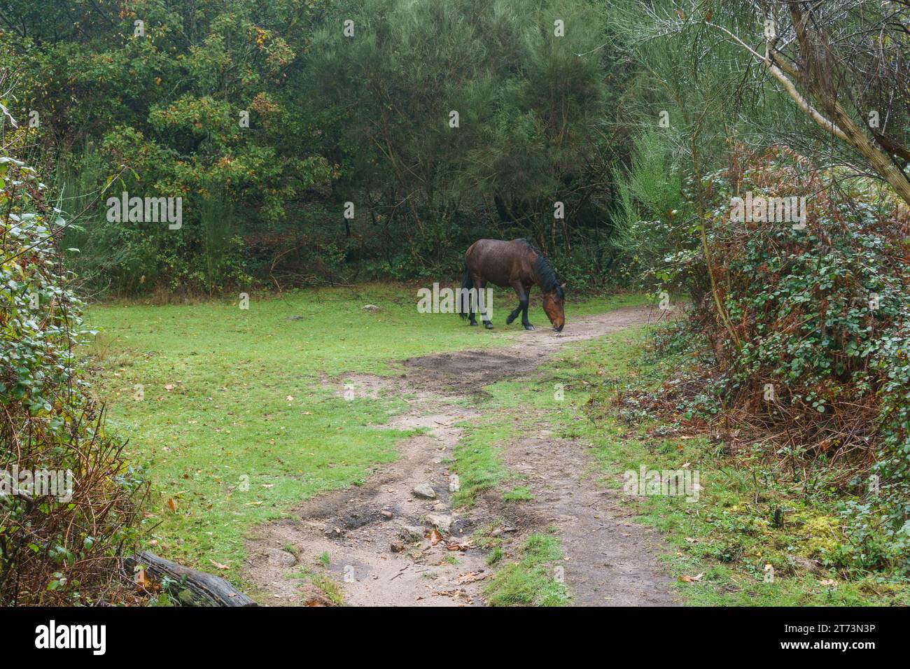 Wildes Pferd auf einer Wiese neben einem Wanderweg im Wald des Peneda-Geres Nationalparks, Vilar da Veiga, Portugal Stockfoto