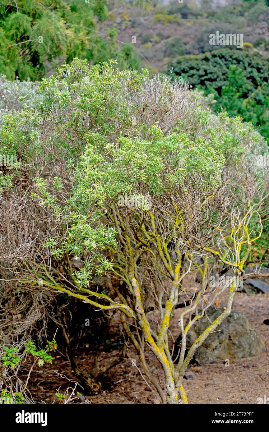 Dama de La Palma (Parolinia aridanae) ist ein Strauch, der endemisch in La Palma, Kanarische Inseln, Spanien, ist. Vom Aussterben bedroht. Stockfoto