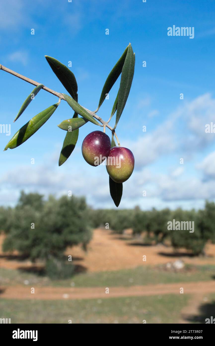 Aceitunas picual Maduras en el olivo. Olivar español Stockfoto