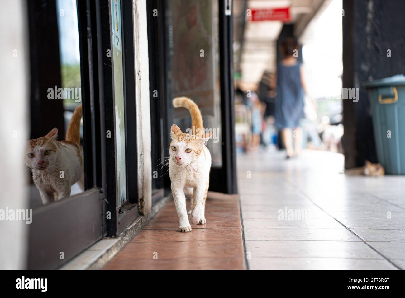 Streunende Wildkatze in Indonesien. Weißes und oranges Ingwerfarbiges Pelztier. Kucing oren Berjalan. Stockfoto