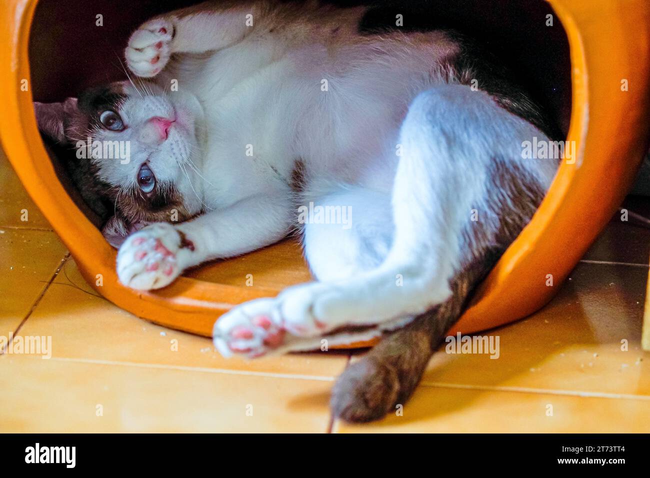Niedliche weiße und braune Hauskatze, die auf dem Rücken in einem gemütlichen, modernen, orangen Kuppeldach spielt und liegt. Stockfoto