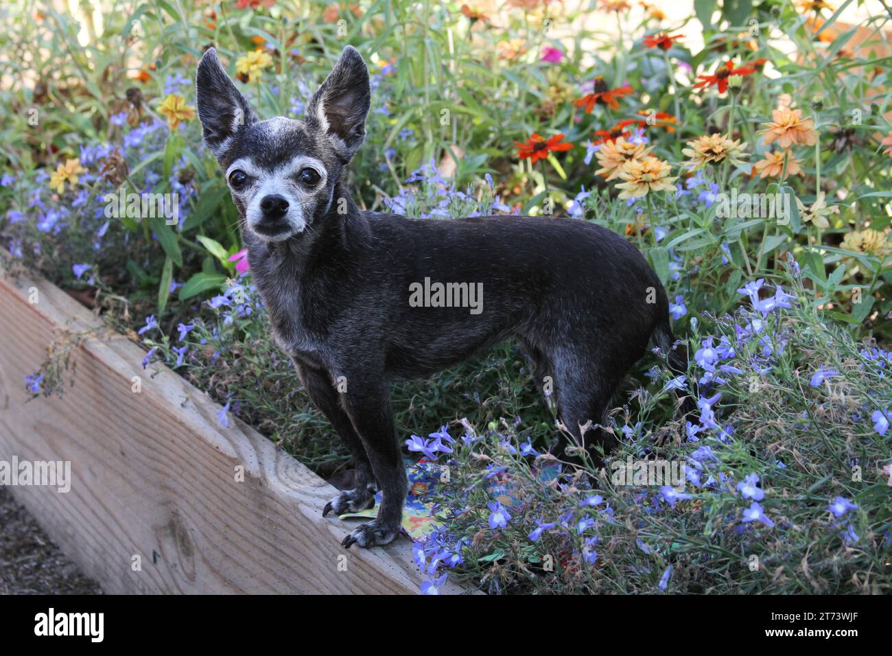 Chihuahua steht am Rand eines gemischten Blumenbeets. Stockfoto