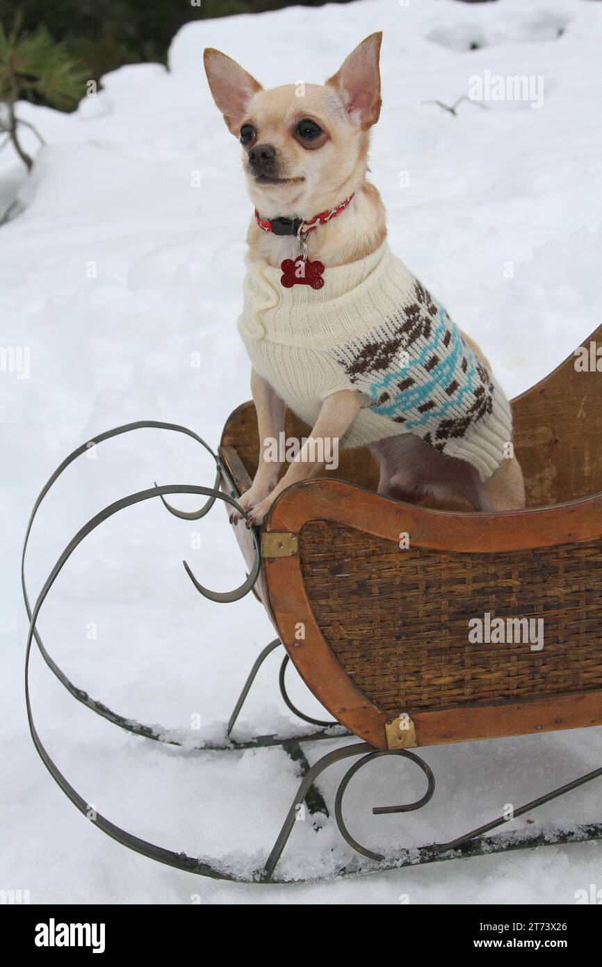 Chihuahua steht mit den Pfoten auf der Vorderseite eines Schlittens im Schnee. In einem warmen Pullover gekleidet. Stockfoto