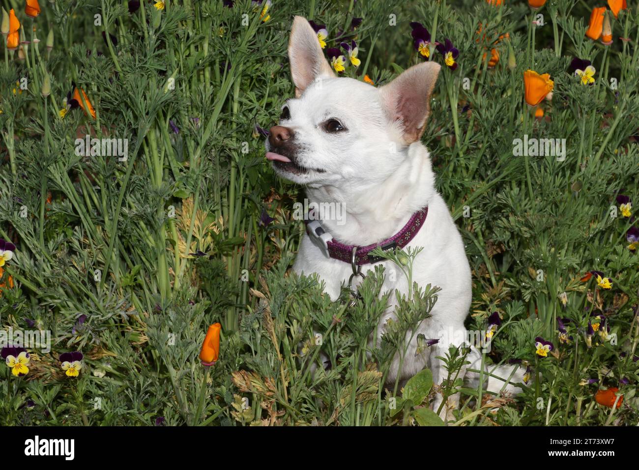 Chihuahua sitzt mitten in einem Garten mit gemischten Blumen Stockfoto