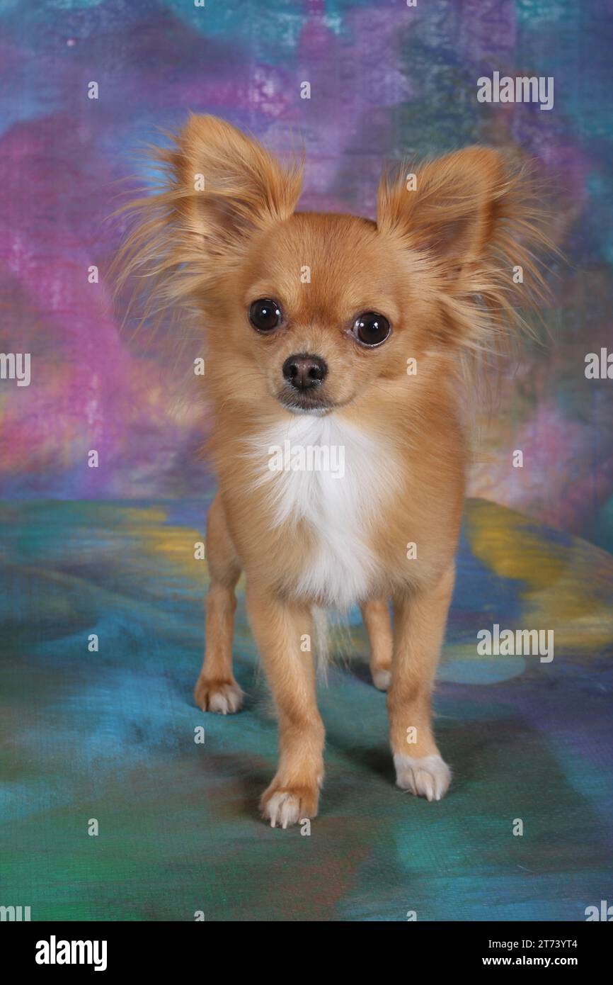 Chihuahua steht auf mehrfarbigem Hintergrund. Studio-Einstellung Stockfoto