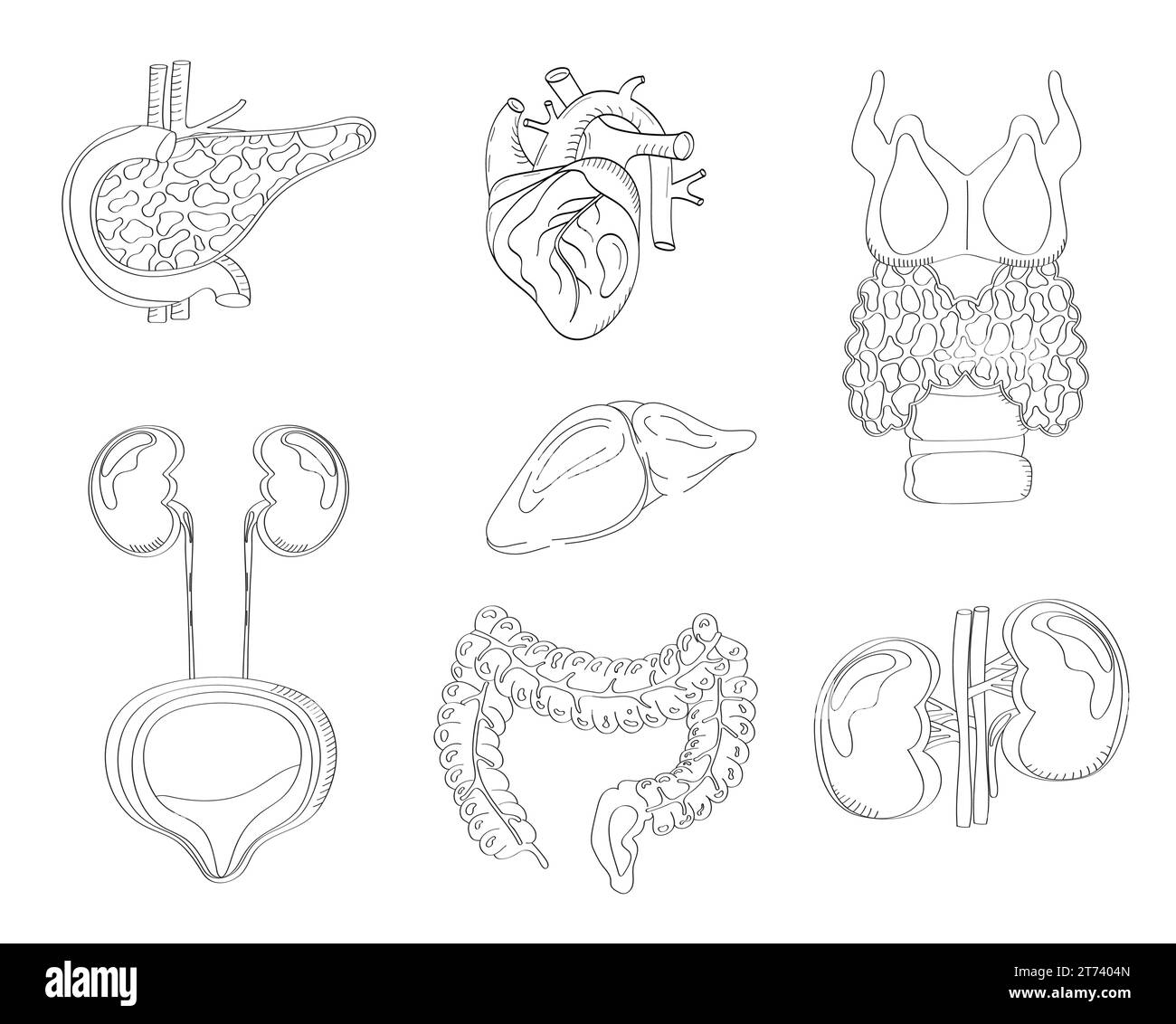 Vektor der menschlichen inneren Organe im Doodle-Stil. Pankreas, Herz, Darm und Schilddrüse sind auf weißem Hintergrund im Skizzenstil isoliert. Stock Vektor