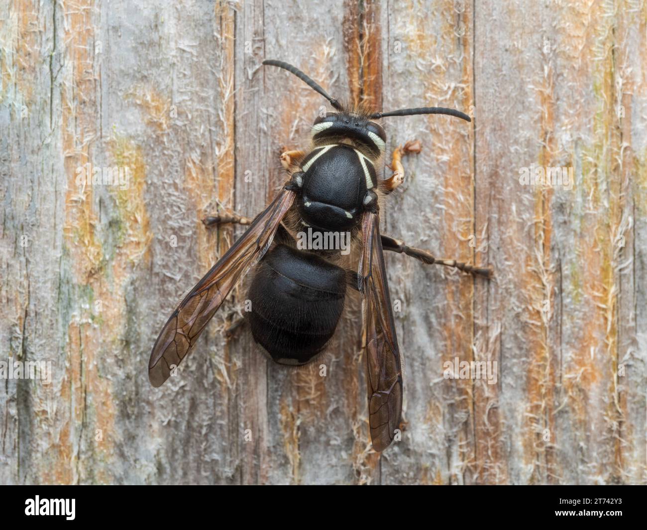 Dorsale Ansicht einer Glatzkopfhornisse (Dolichovespula maculata), die auf einem Holzzaun ruht Stockfoto