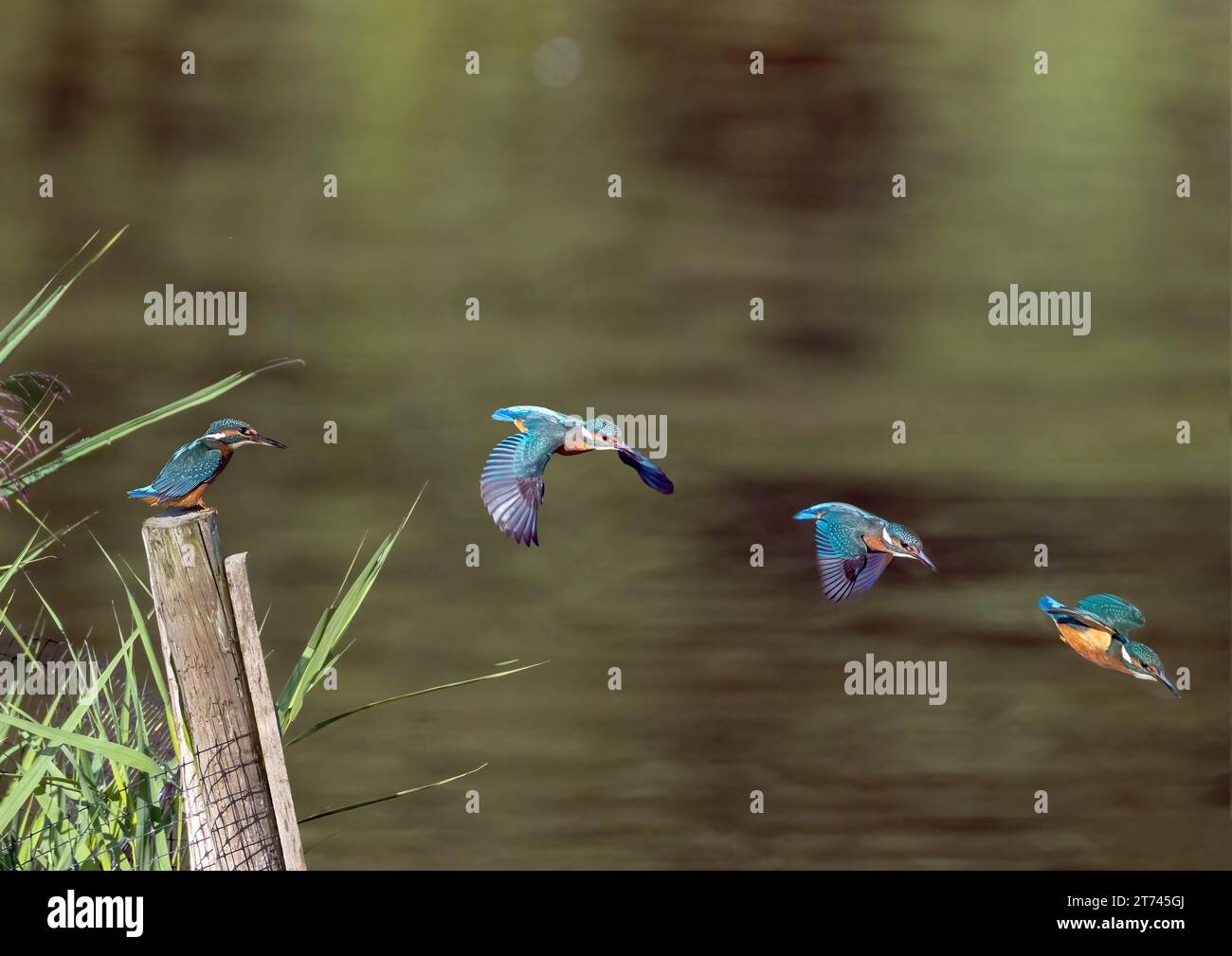 Kingfisher Tauchen Composite Stockfoto