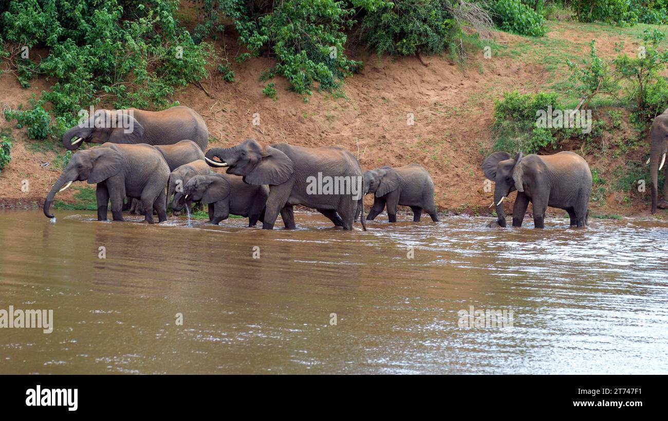 Herde afrikanischer Elefanten (Loxodonta africana), die im Luvuvhu River, Kruger NP, Südafrika trinken. Stockfoto