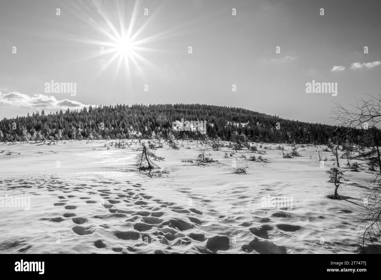 Sonniger Wintertag im Cihadla-Torfmoor im Isergebirge, Tschechien. Schwarzweiß-Fotografie. Stockfoto