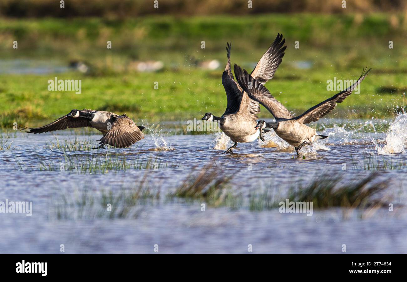 Kanadische Gans, Branta canadensis Vögel im Flug über Marschen Stockfoto