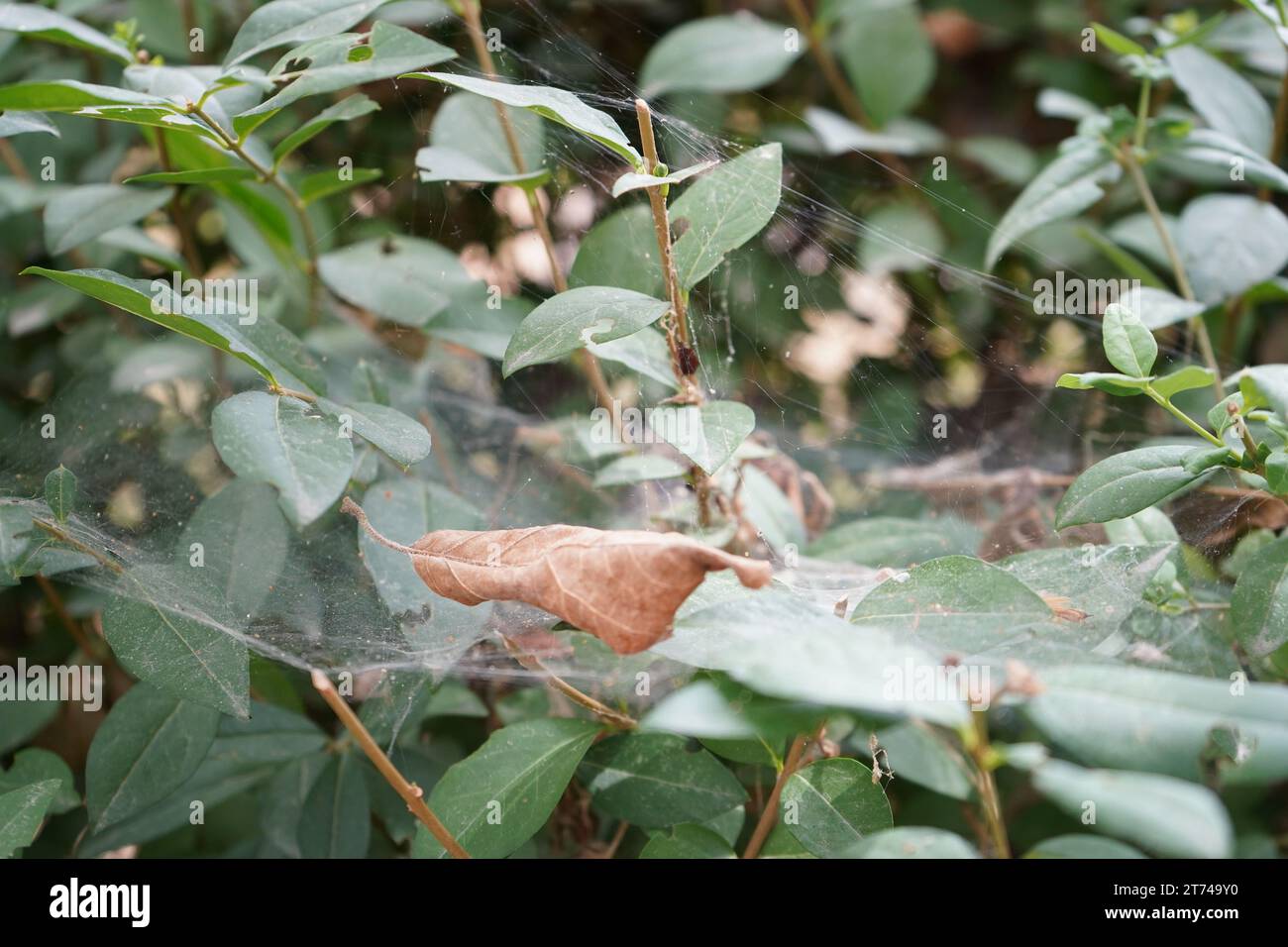 Privet, Wild privet, Common privet oder European privet (Ligustrum vulgare) Stockfoto