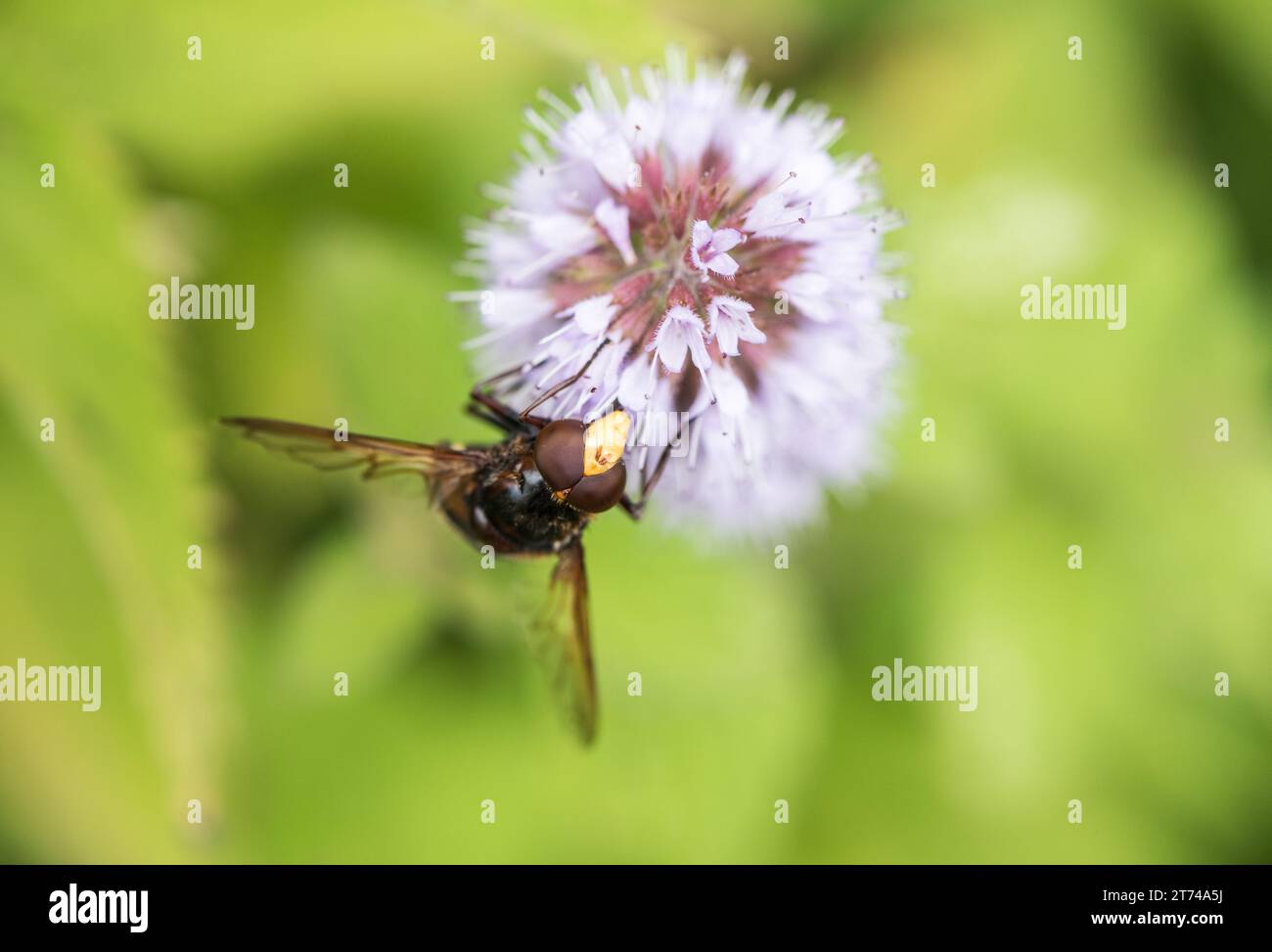 Gesicht einer schwebfliege (Volucella sp.) Zeigt haarige Antennen Stockfoto