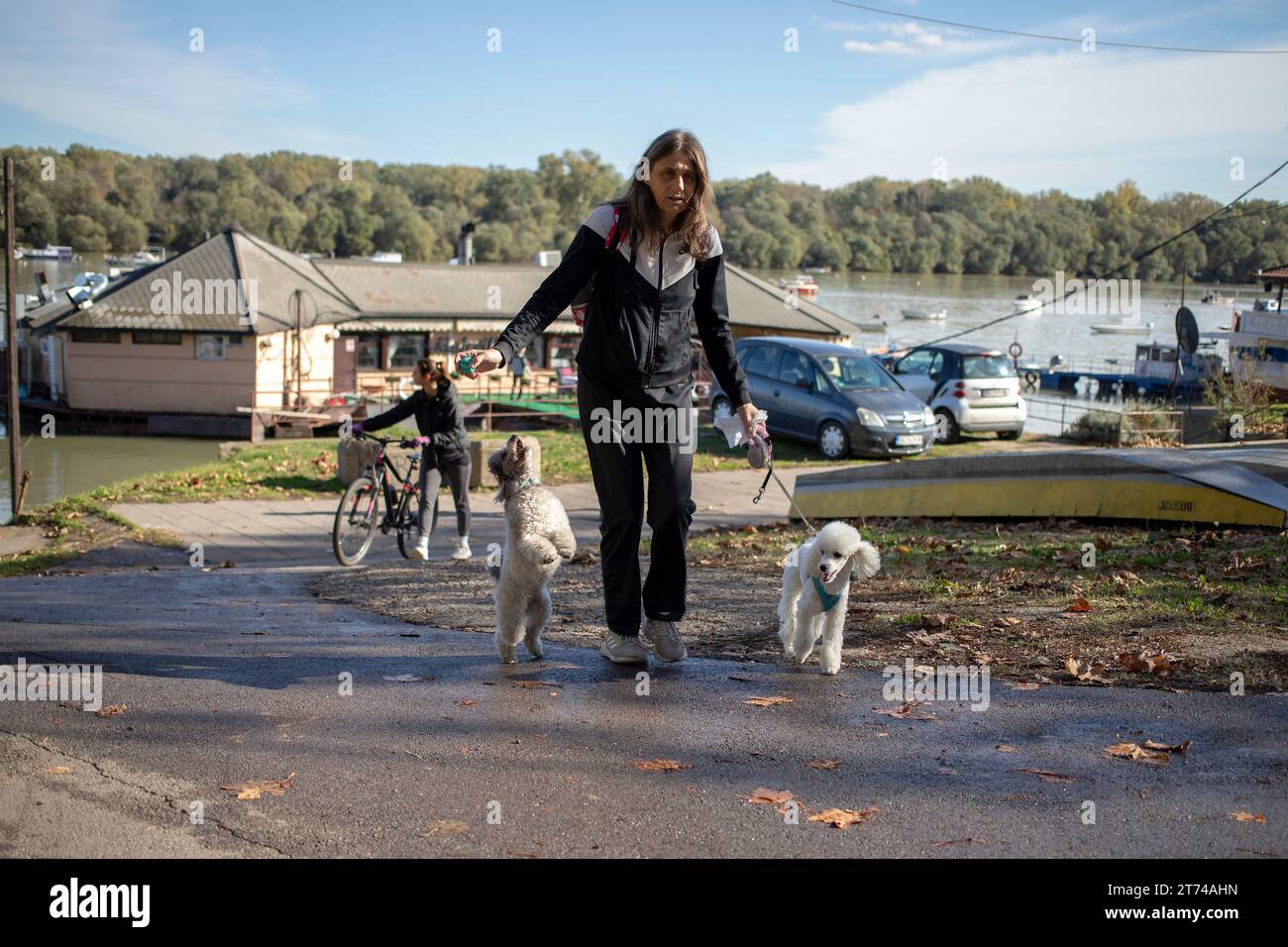 Belgrad, Serbien, 12. November 2023: Weibliche Wanderhunde an der Donaupromenade in Zemun Stockfoto