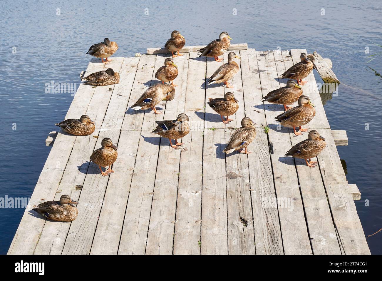 Enten auf Holzbrücke am Fluss Stockfoto
