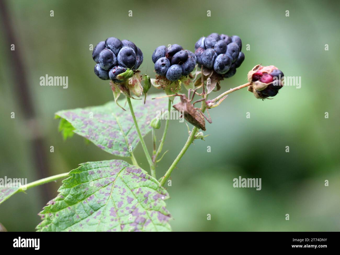 In freier Wildbahn Reifen die Beeren an einem Zweig der brombeere (Rubus caesius). Stockfoto