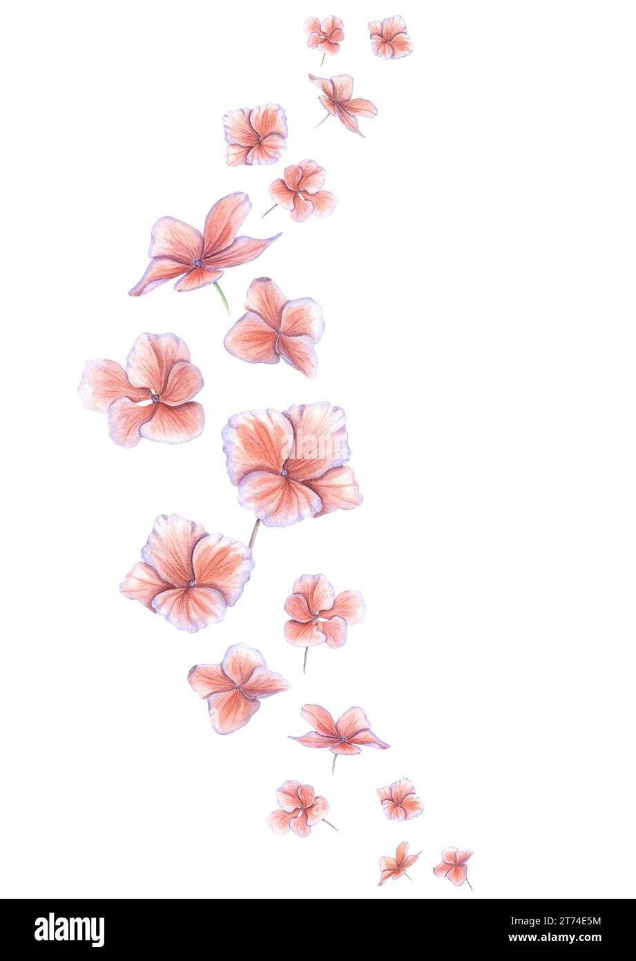 Hortensie-Blüten fliegen in einem Bogen nach oben. Rosa hortensia Blumenkopf. Gartenpflanze. Leerzeichen für Text. Aquarellabbildung. Leerzeichen für Text. Stockfoto
