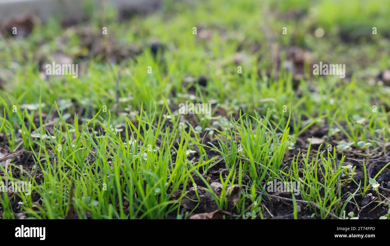 Ein Schuss von jungem frischem Gras, das durch verwelkte gefallene Blätter wächst, als Hintergrundkonzept für die Fortsetzung und Wiederaufnahme des Lebens nach dem Tod Stockfoto