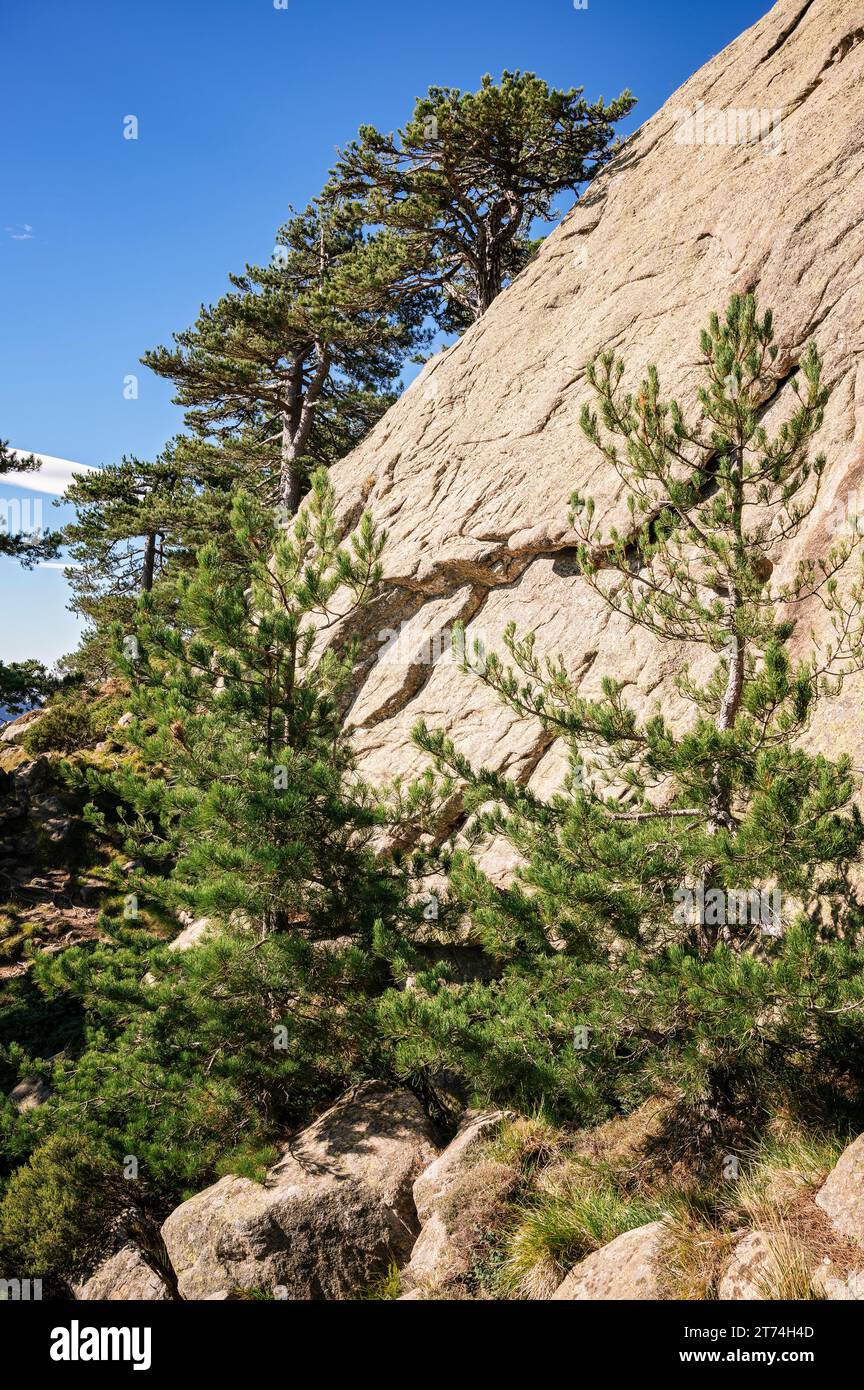 Kiefern auf den Felsen der Aiguilles de Bavella, GR20, Korsika, Frankreich Stockfoto