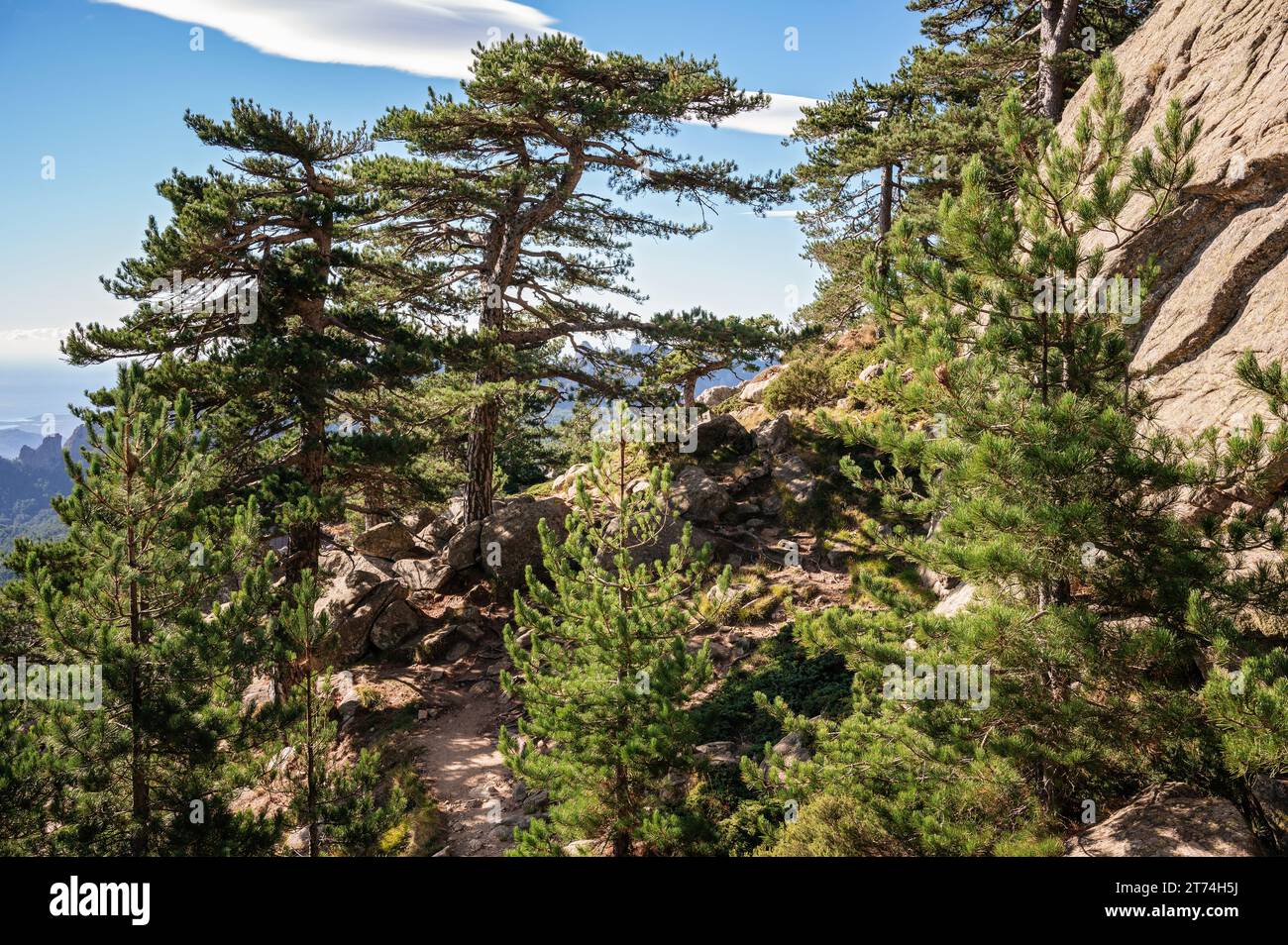 Kiefern auf der alpinen Variante der Aiguilles de Bavella, GR20, Korsika, Frankreich Stockfoto