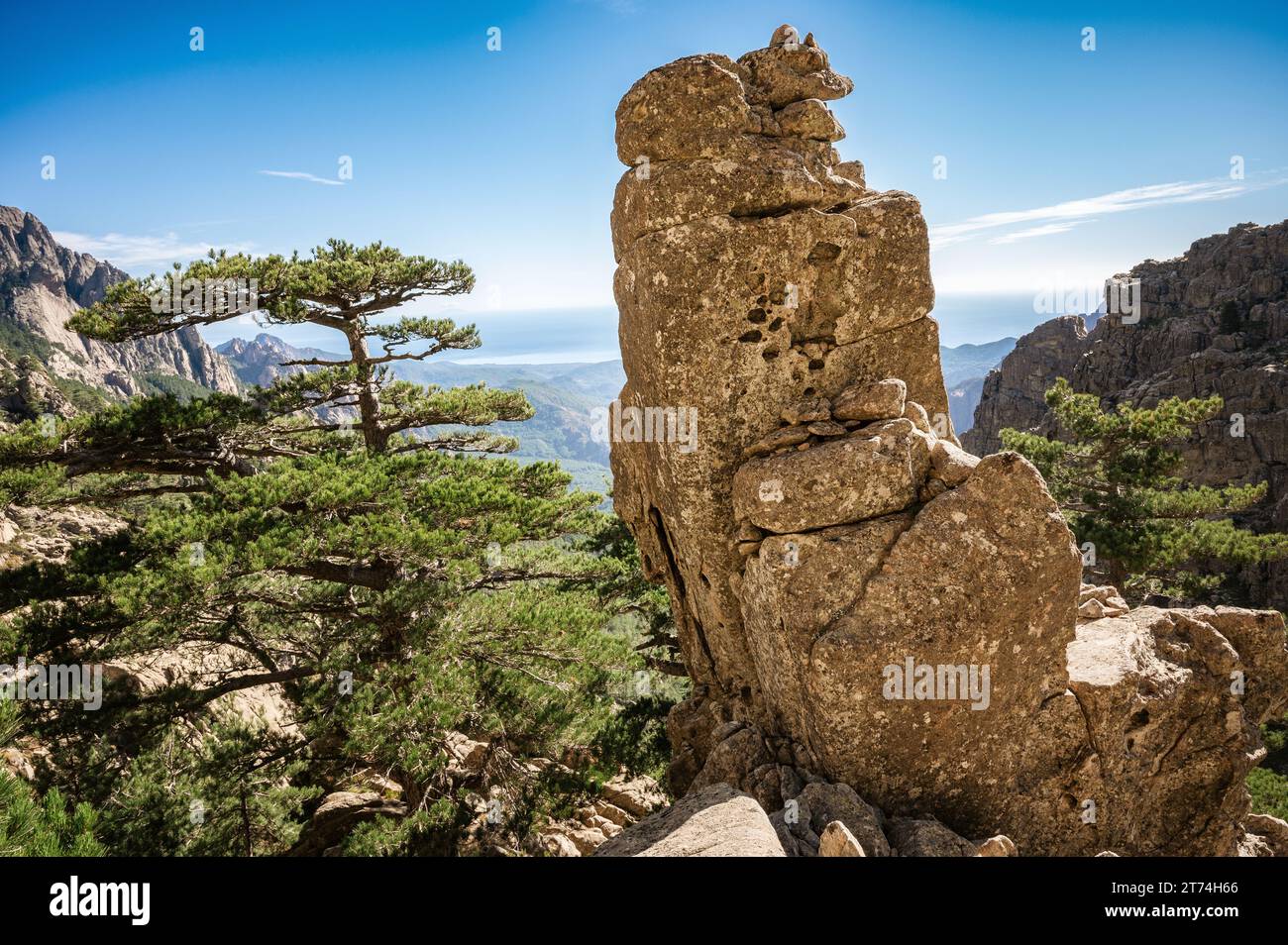 Kiefern und große Felsen auf den Aiguilles de Bavella, GR20, Korsika, Frankreich Stockfoto