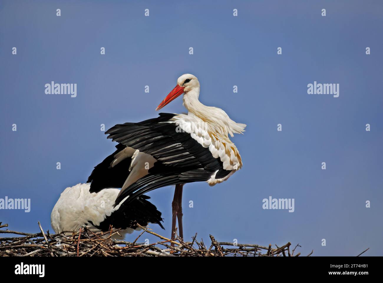 Weißstörche (Ciconia ciconia) putzen ihre Federn in einem Nest vor blauem Himmel. Stockfoto