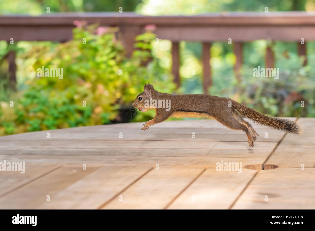 Issaquah, Washington, USA. Douglas Eichhörnchen läuft über einen hölzernen Terrassentisch. Stockfoto