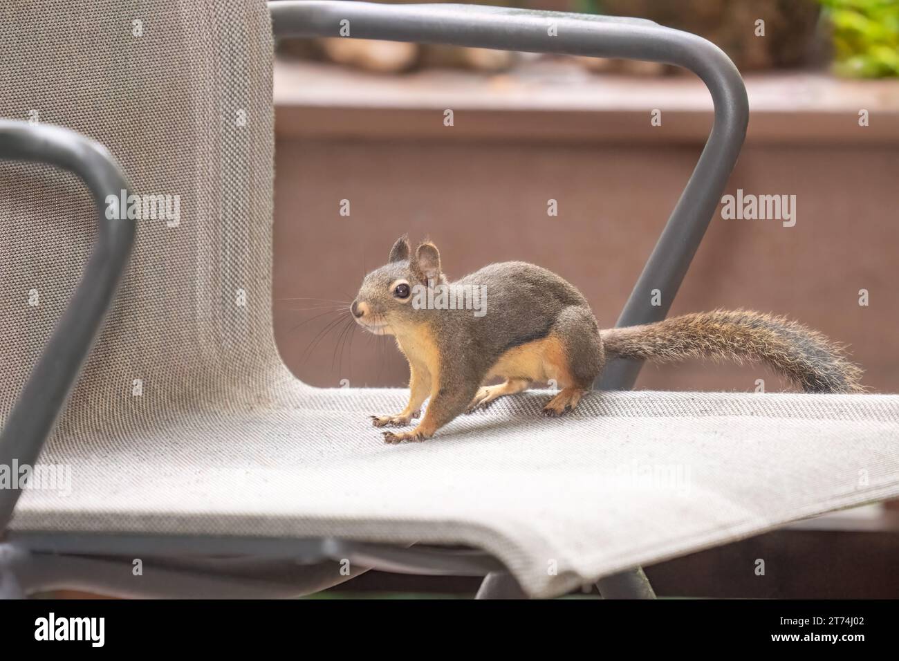 Issaquah, Washington, USA. Douglas Eichhörnchen auf einem Terrassensessel Stockfoto