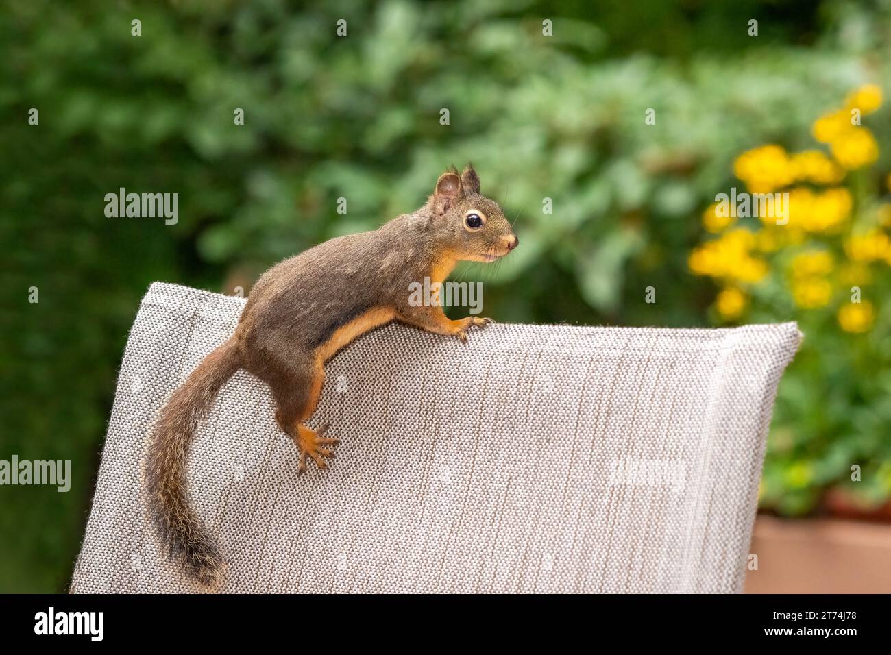 Issaquah, Washington, USA. Douglas Eichhörnchen klettert hinten auf einen Terrassensessel Stockfoto