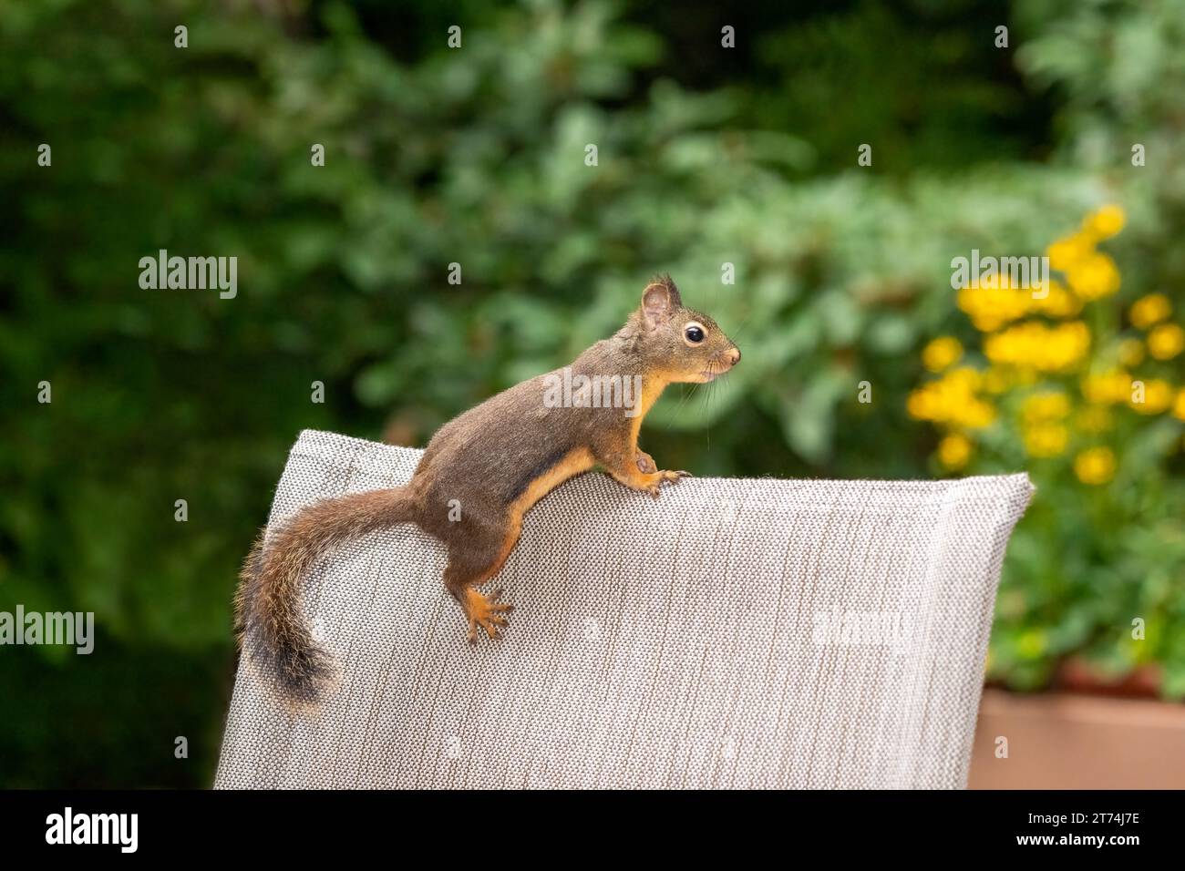 Issaquah, Washington, USA. Douglas Eichhörnchen klettert hinten auf einen Terrassensessel Stockfoto