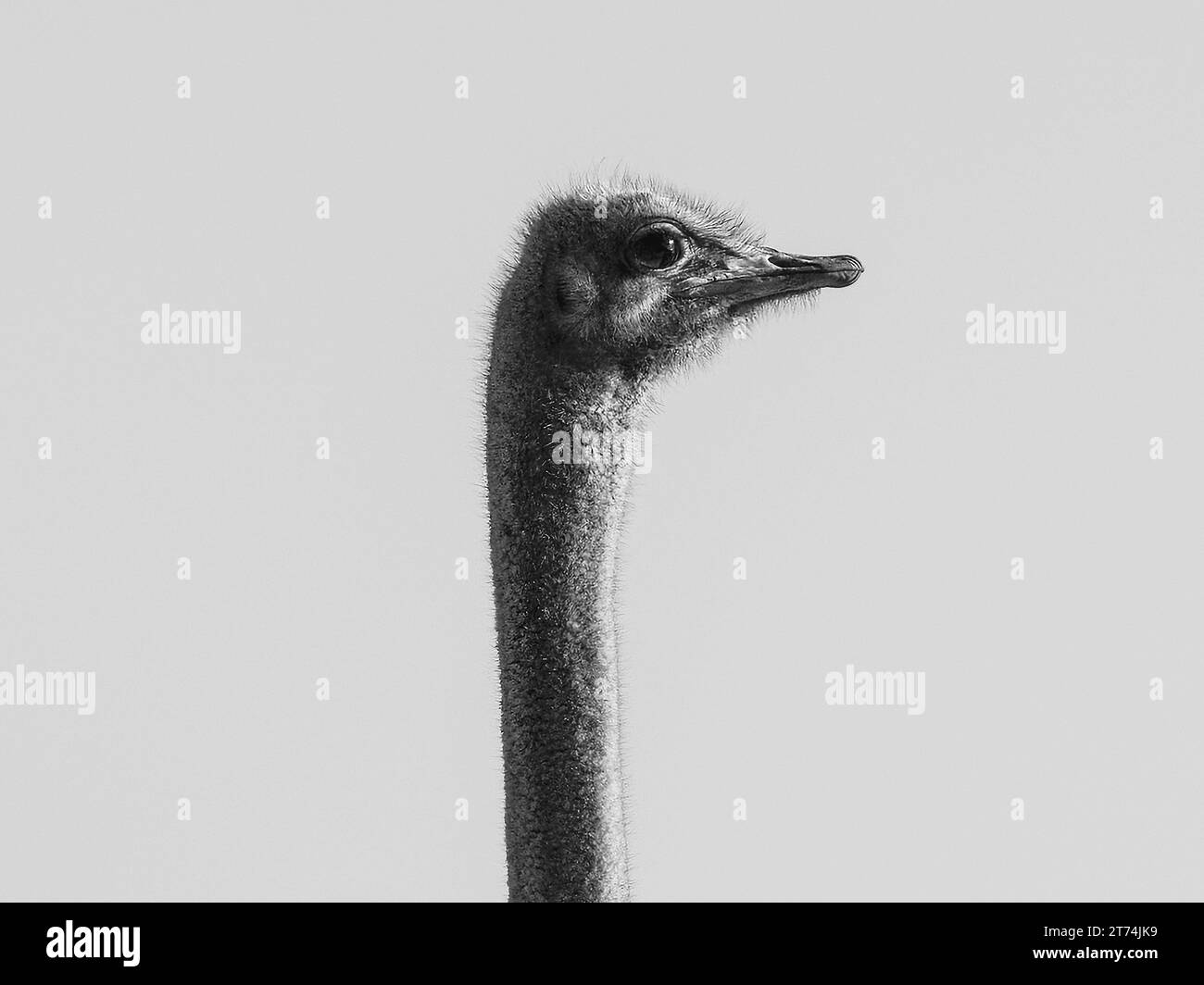 Ein Strauß blickt vor einem weißen Hintergrund aufmerksam nach vorne Stockfoto