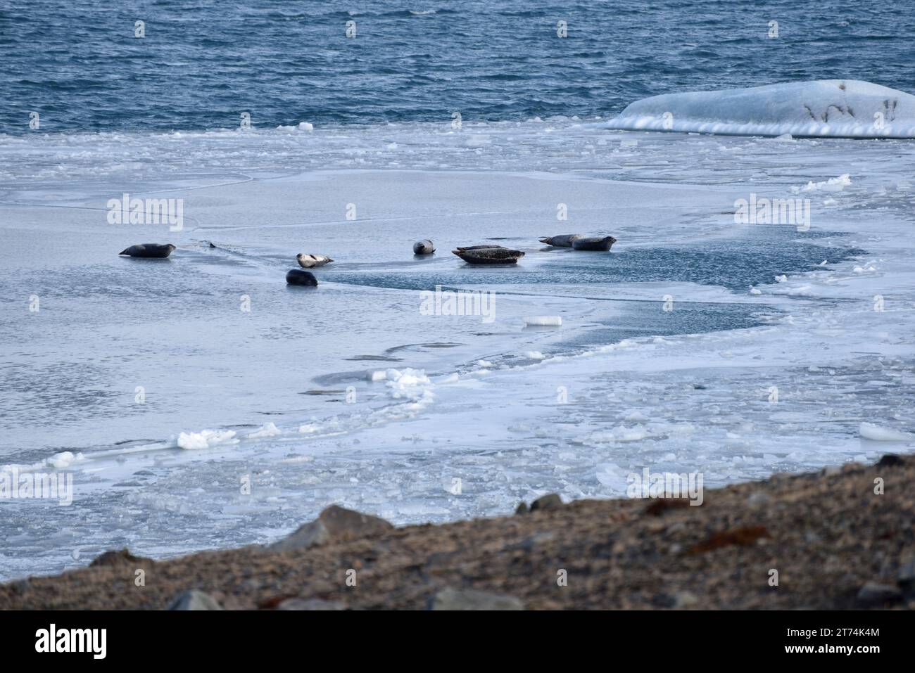 Robben auf dem gefrorenen Jökulsárlón oder der Eisberg-Lagune an der Südspitze des Vatnajökull-Nationalparks in Südisland Stockfoto