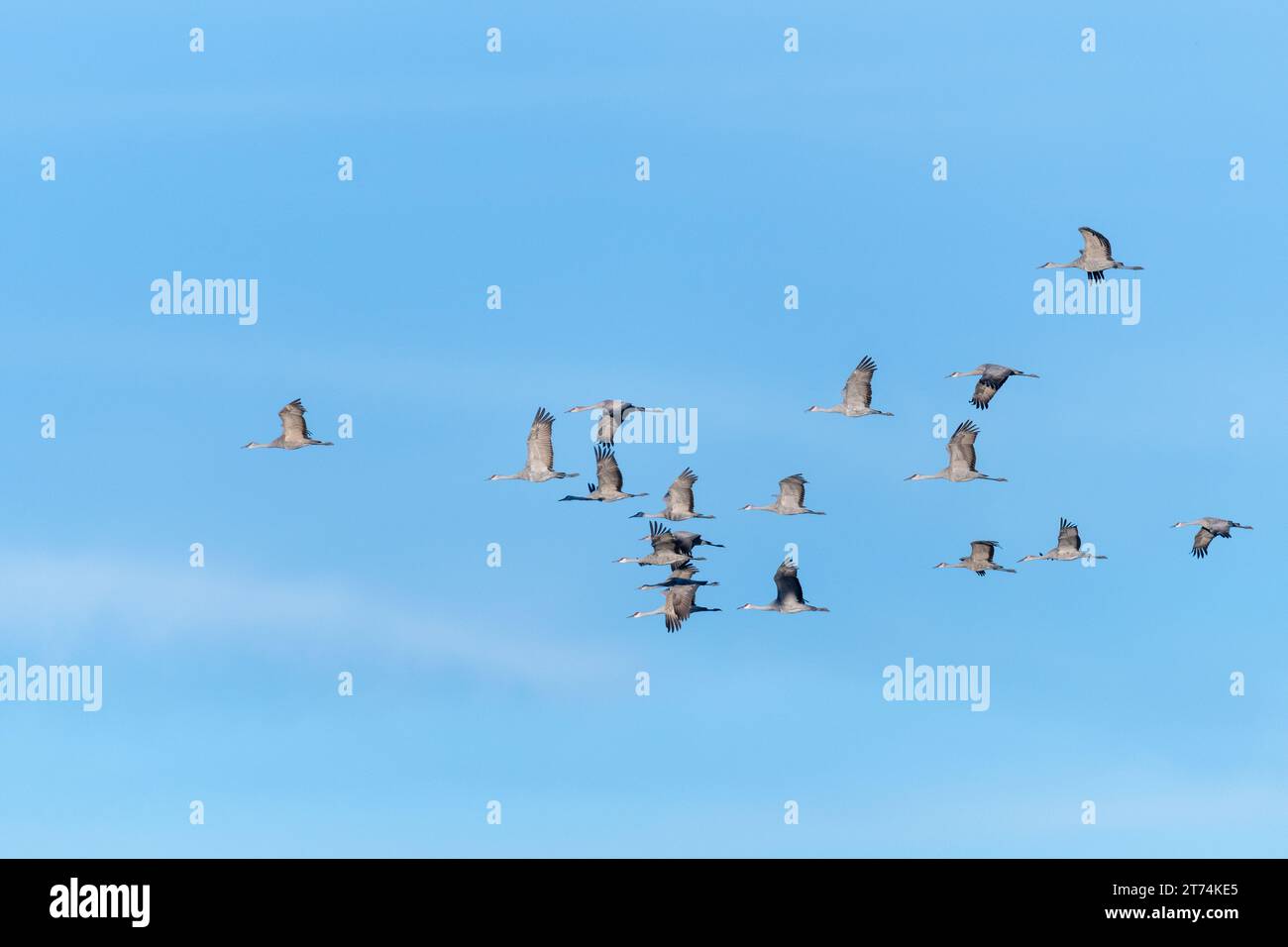 Eine Schar wandernder Sandhill Cranes, die in Formation über einen klaren blauen Himmel fliegen. Stockfoto