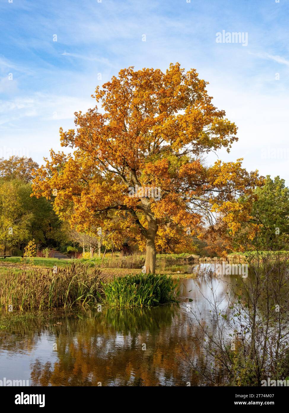 Ein reifer Baum mit einer goldenen Herbstkrone am Rande des Queen Mother's Lake in Harlow Carr Gardens, Harrogate. UK Stockfoto