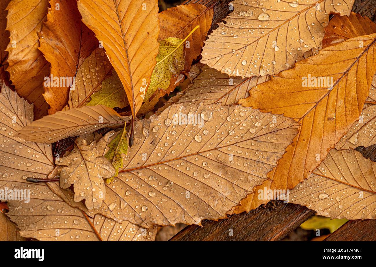 Nahaufnahme gefallener Herbstblätter mit morgendlichen Wassertröpfchen. Stockfoto