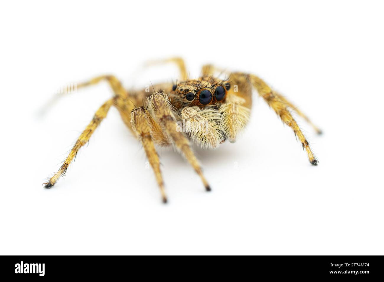 Makroaufnahme der springenden Spinnen, isoliert auf weißem Hintergrund Stockfoto
