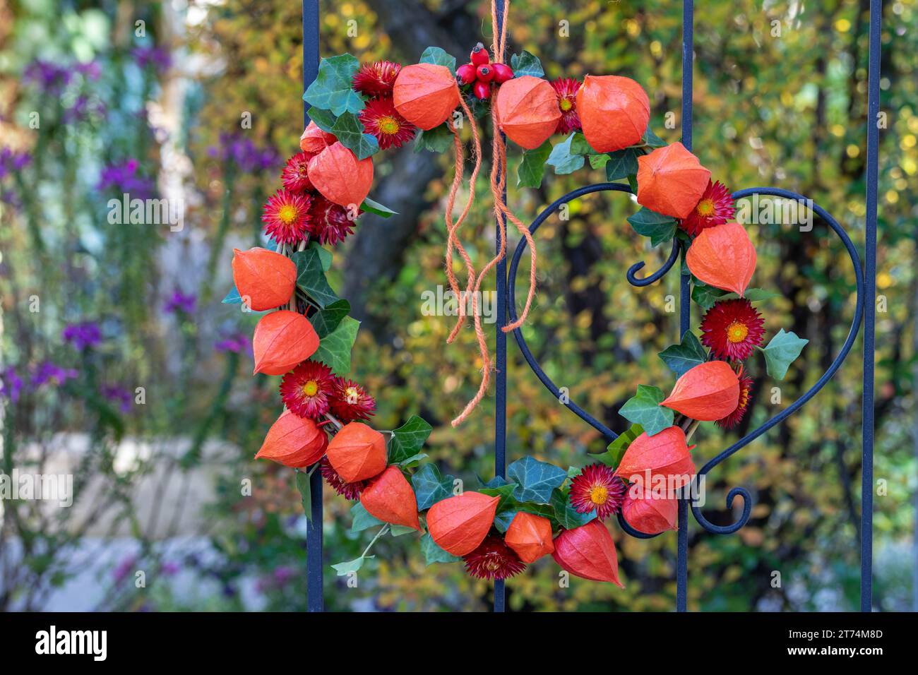 Kränze aus Physalis, Strohblumen und Efeublättern, die am Gartenspalier hängen Stockfoto