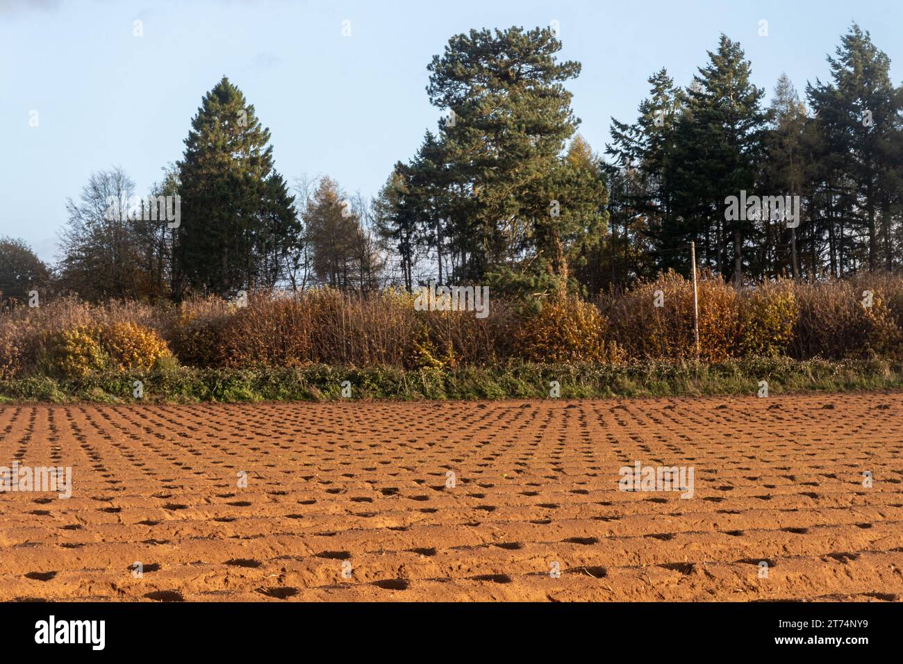 Pflugfeld mit Anbauflächen in Graten, landwirtschaftlich genutzte Landschaft in den Surrey Hills AONB im Herbst, England, Vereinigtes Königreich Stockfoto