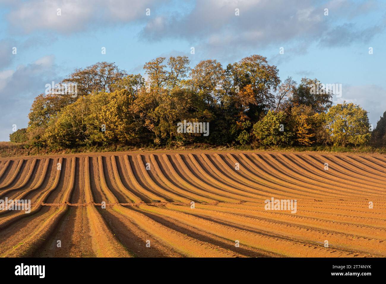 Pflugfeld mit Anbauflächen in Graten, landwirtschaftlich genutzte Landschaft in den Surrey Hills AONB im Herbst, England, Vereinigtes Königreich Stockfoto