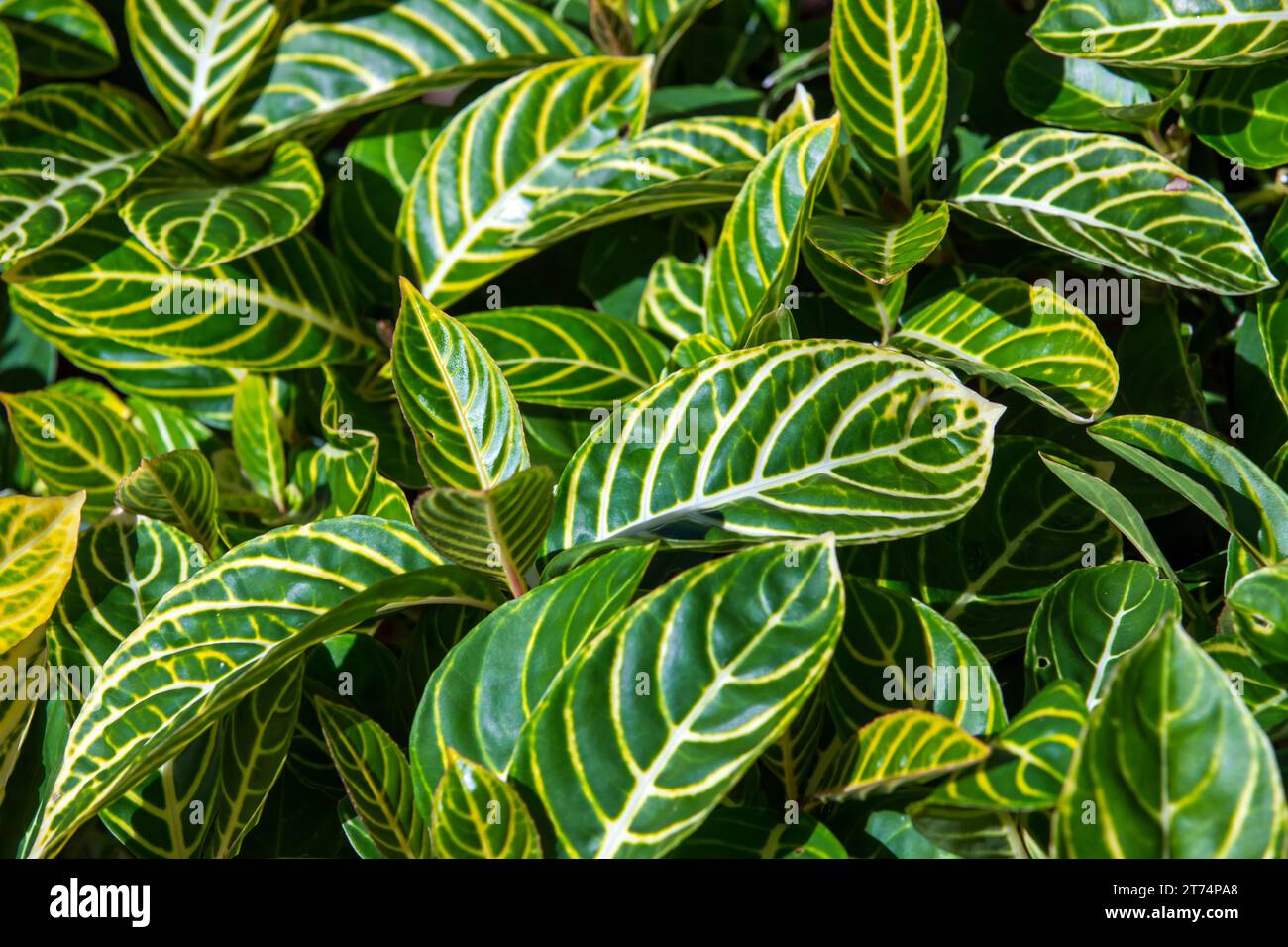 Grüne Blätter von Sanchezia Speciosa, Nahaufnahme. Natürliches tropisches Hintergrundfoto Stockfoto