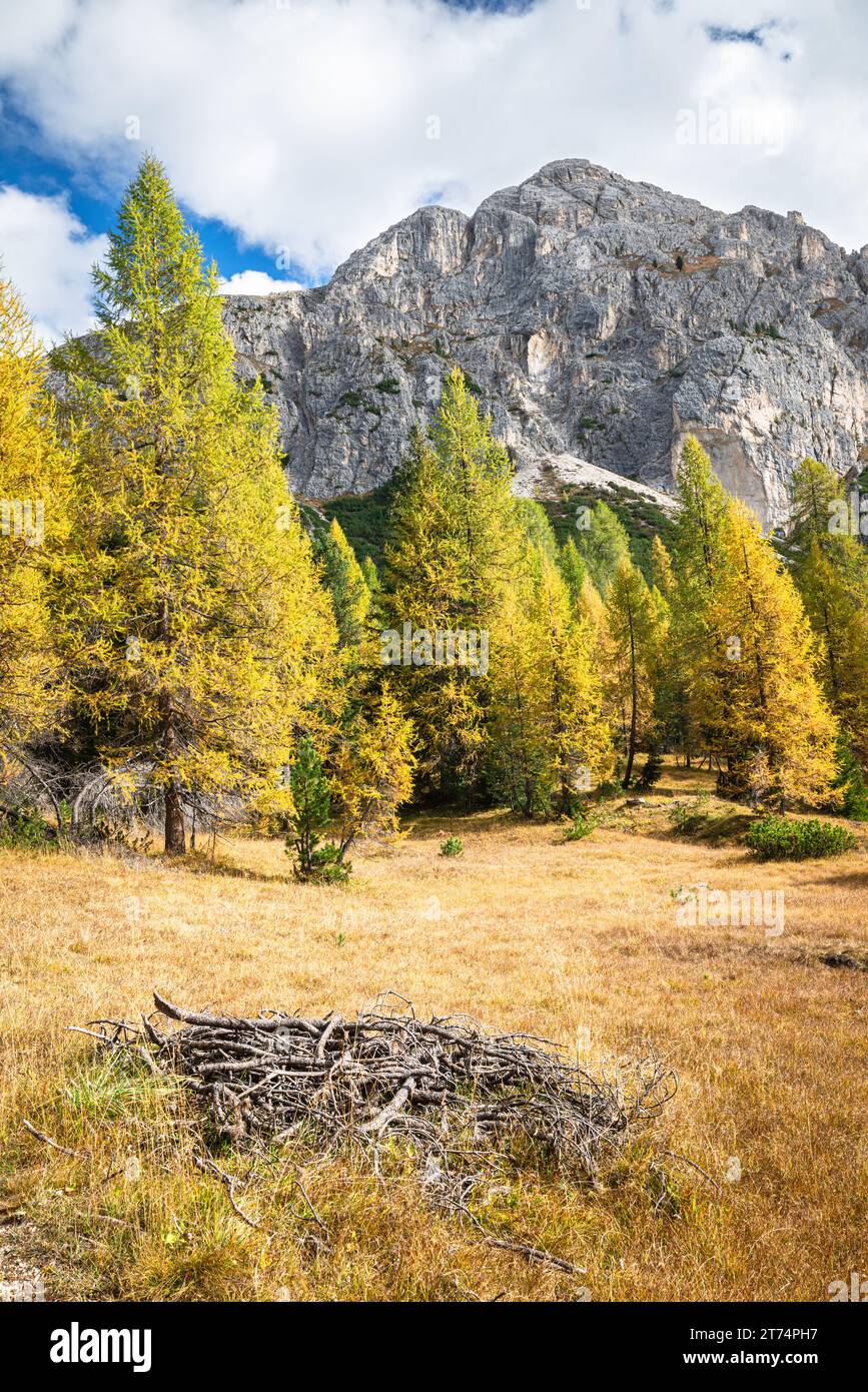 Bunte Lärchen in den Dolomiten Stockfoto