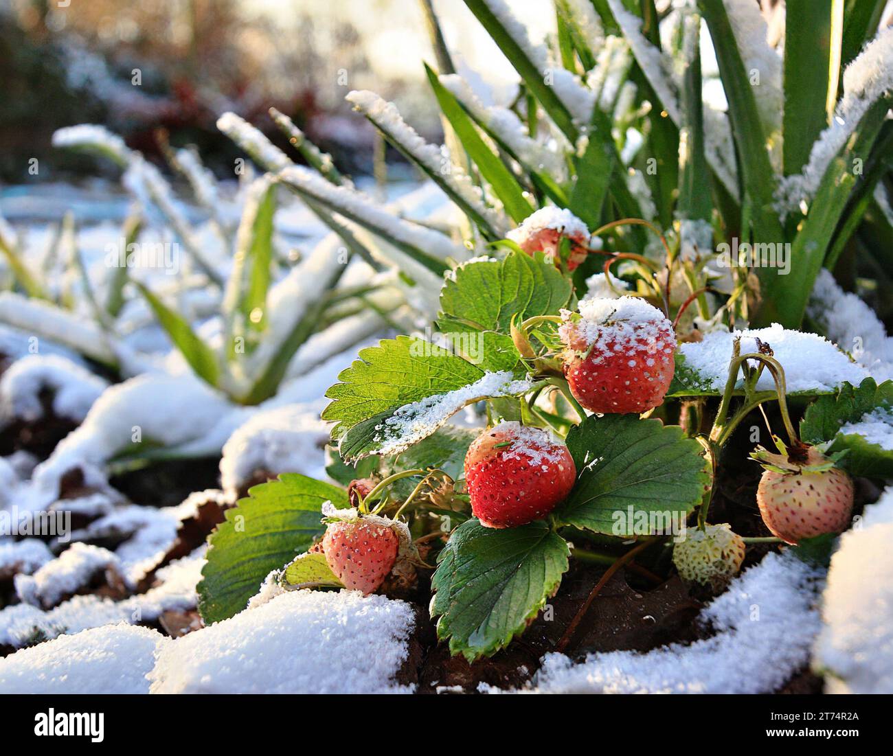 Erdbeeren im Winter unter einer schneeweißen Decke Stockfoto