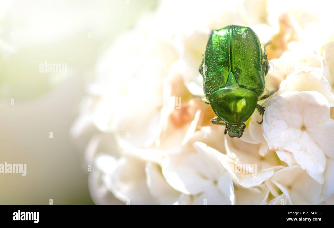 Grüner Chafer, Cetonia aurata, Rosenscheuer oder die weiße Hortensienblüte mit grünem Rosenscheuer im Garten. Stockfoto